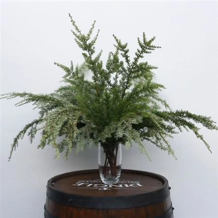 Igg Hemlock X10 Stems • 70 cm