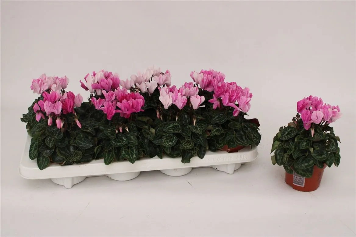Cyclamen Kl Crayon Violet • črepník 10,5 cm