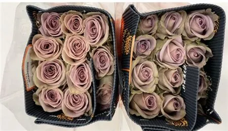 Rosa Gr Ec Amnesia • 50 cm