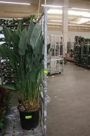 Strelitzia Reginea A2 • črepník 40 cm