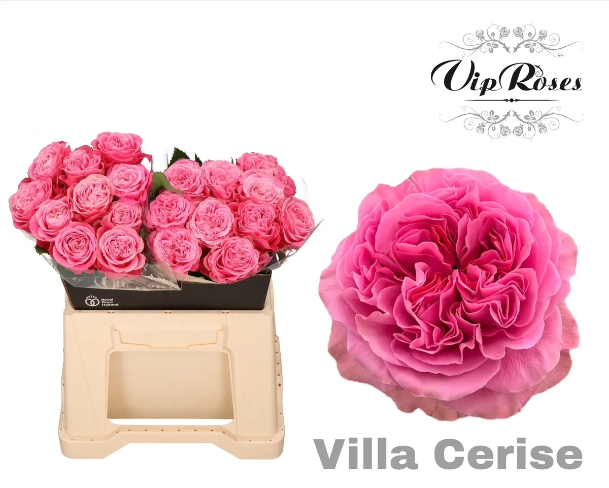 R Gr Villa Cerise • 40 cm