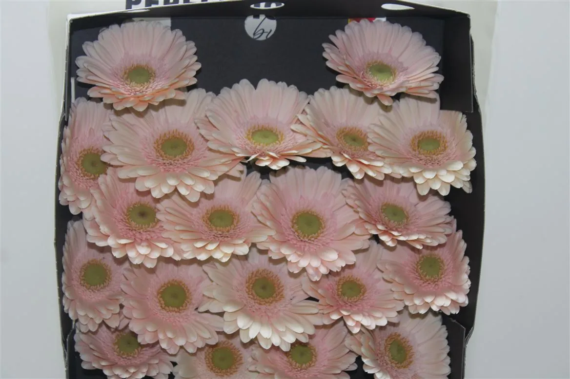 Germ D Alix Noor • 55 cm
