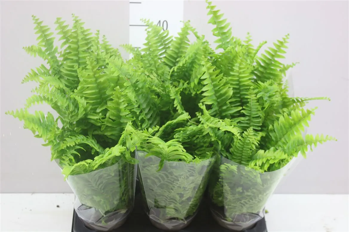 Nephrolepis Ex Vitale • črepník 12 cm