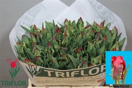 Tulipán papagájový Seadov Parrot • 38 cm