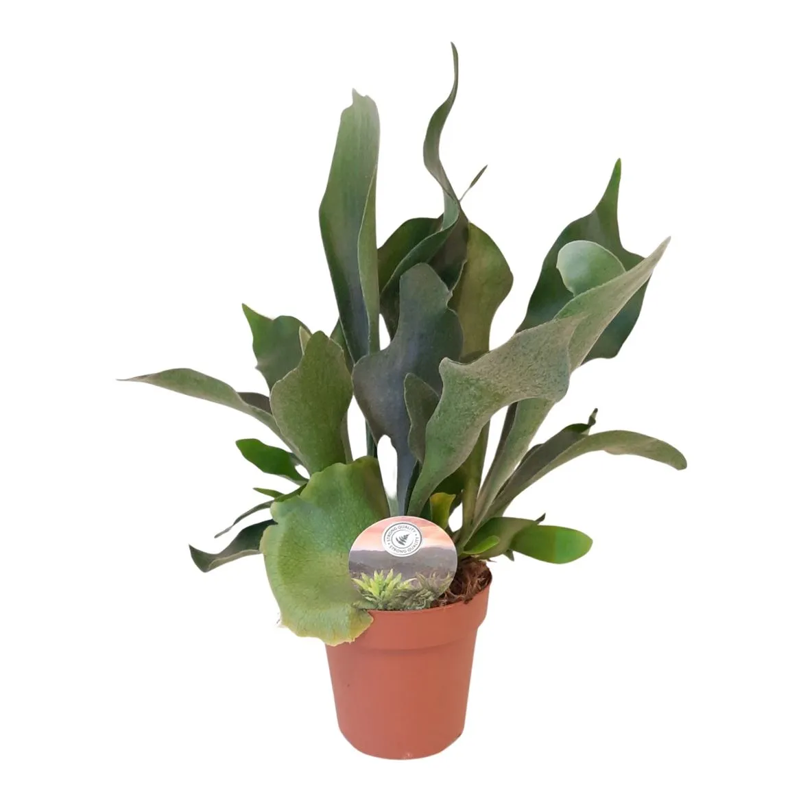 Platycerium Bifurcatum • črepník 12 cm