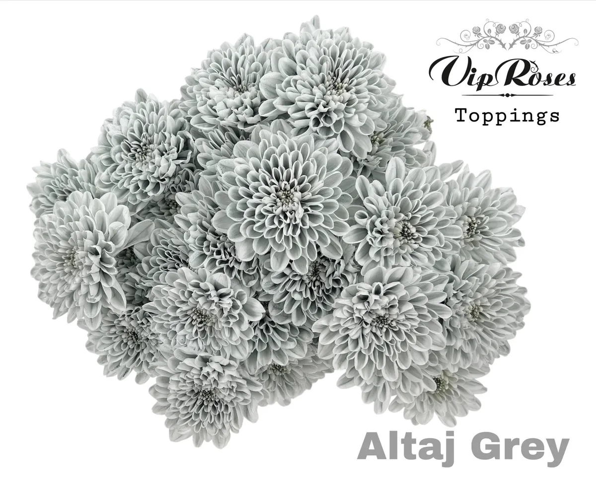 Chr T Altaj Grey • 70 cm