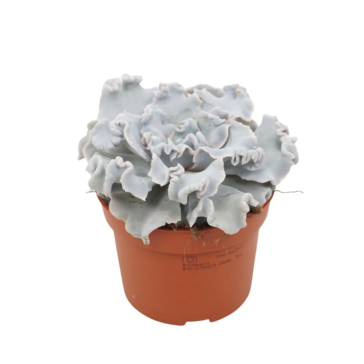 Echeveria Crispy Beauty • črepník 10,5 cm