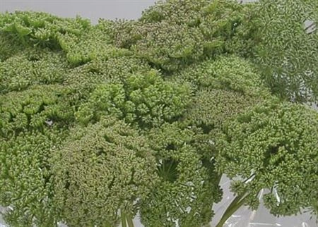 Ammi Green Mist • 60 cm