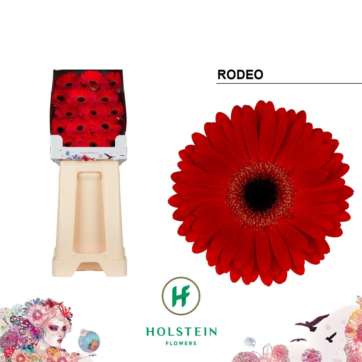 Gerbera Diamond Rodeo • 55 cm