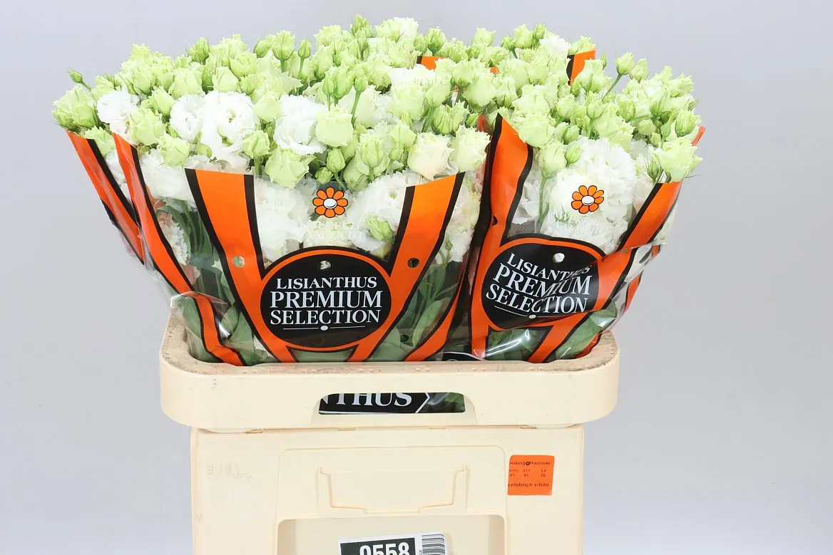 Eust Du Celebrich White • 70 cm