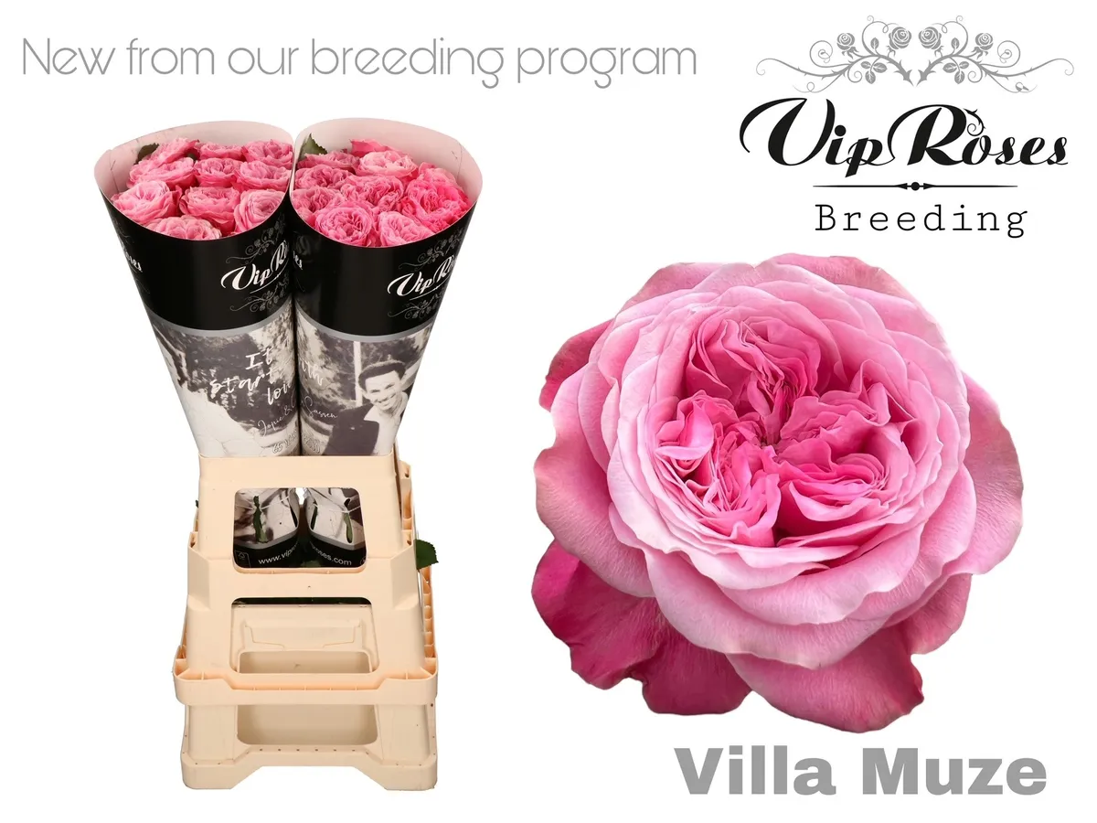 R Gr Villa Muze X20 • 70 cm