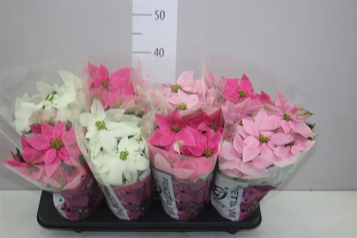 Euphorbia P Princettia mix • črepník 12 cm