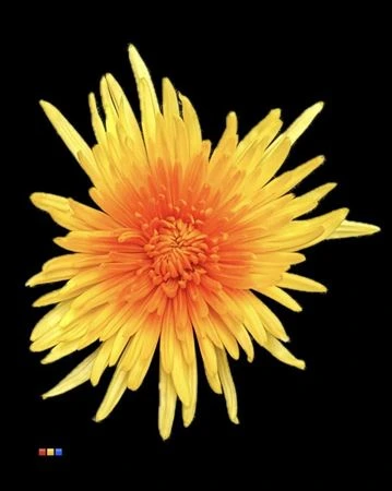 Chryzantéma veľkokvetá Ana Yellow + Orange • 70 cm