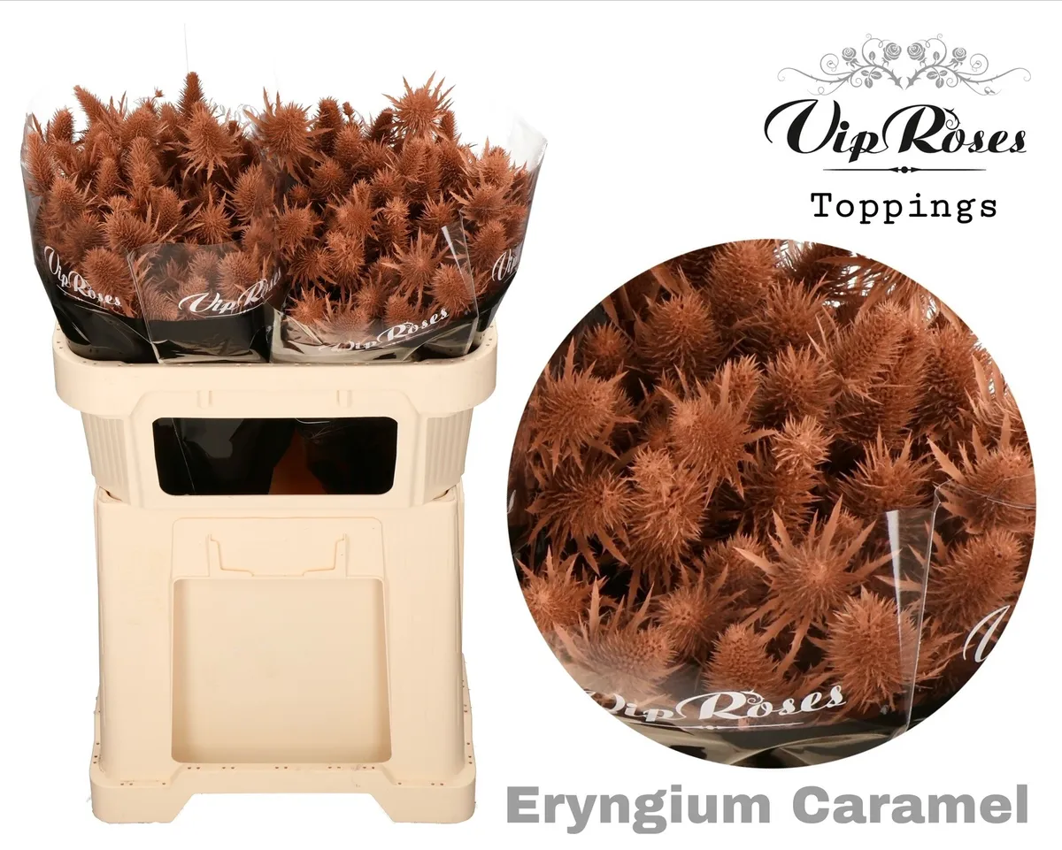 Eryngium Supernova Caramel 60cm • 60 cm