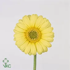 Germ Lemon Ice • 45 cm