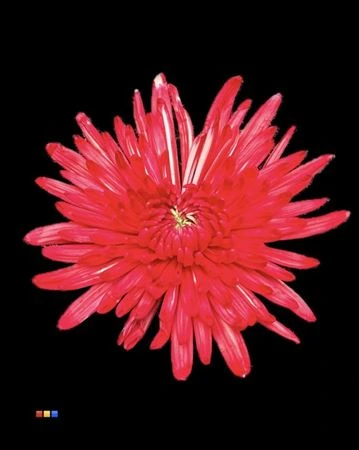 Chryzantéma veľkokvetá Topspin Red • 70 cm
