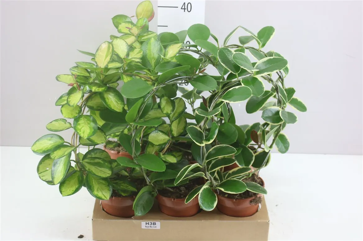 Hoya Gemengd Boog • črepník 12 cm