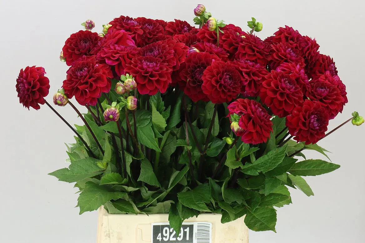 Dahlia Gipsy Night • 50 cm