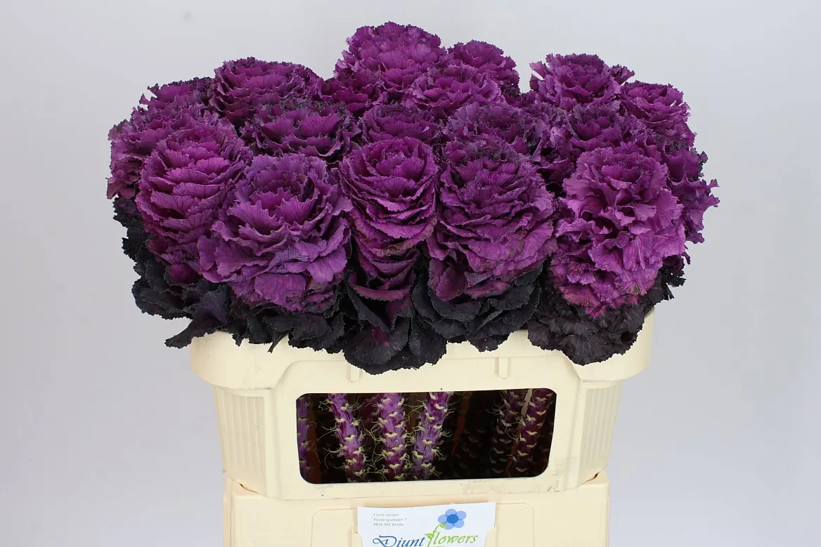 Okrasná kapusta Elegance • 70 cm