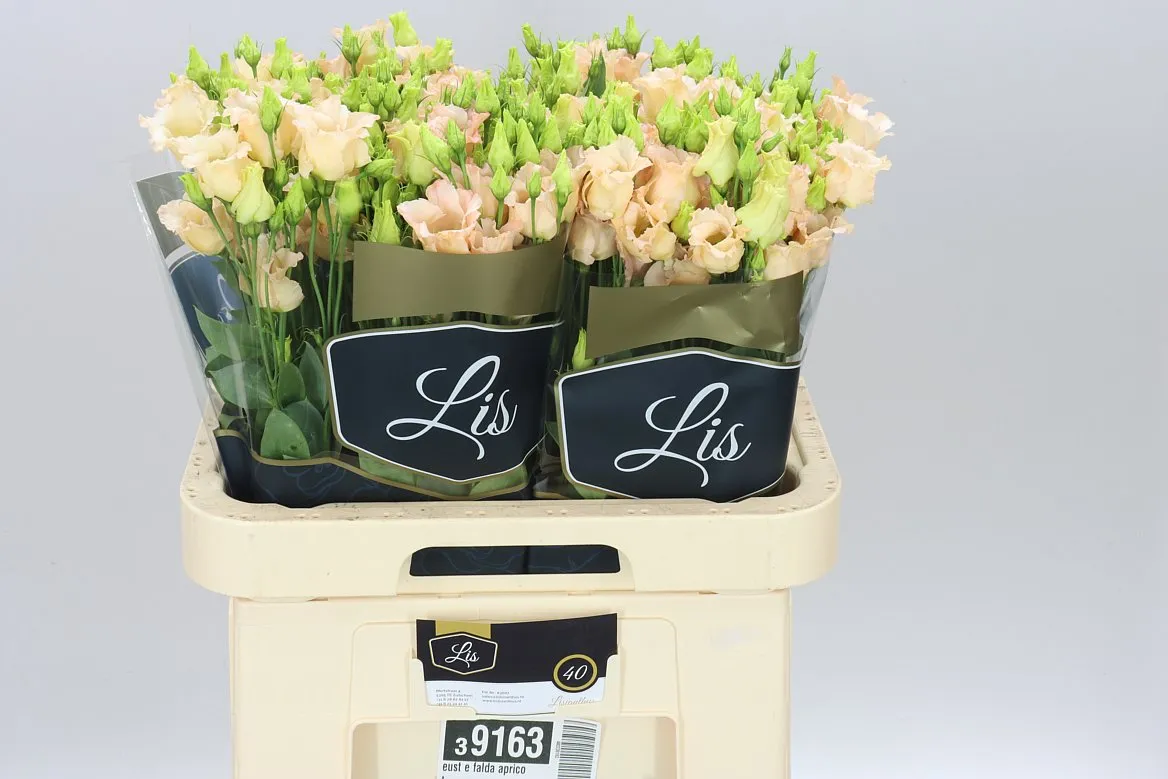 Eust E Falda Apricot • 70 cm