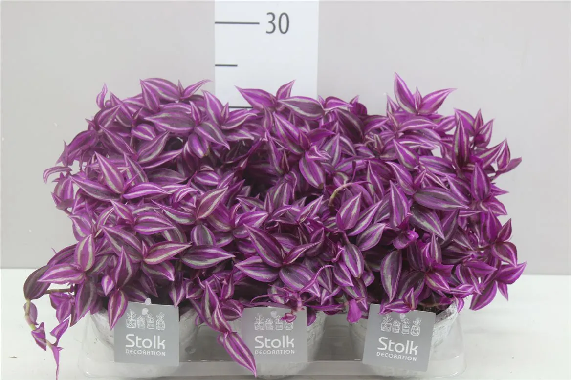 Tradescantia Pink Paradise Stone v keramike • črepník 12 cm
