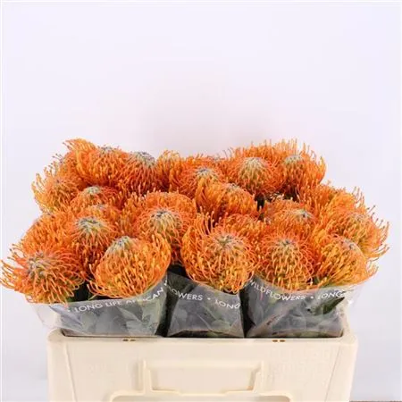 Leucospermum Ayoba Orange • 40 cm