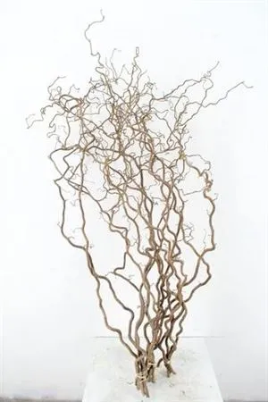 Corylus • 120 cm