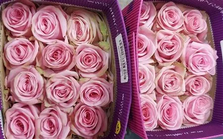 Rosa Gr Ec Sweet Cake • 60 cm