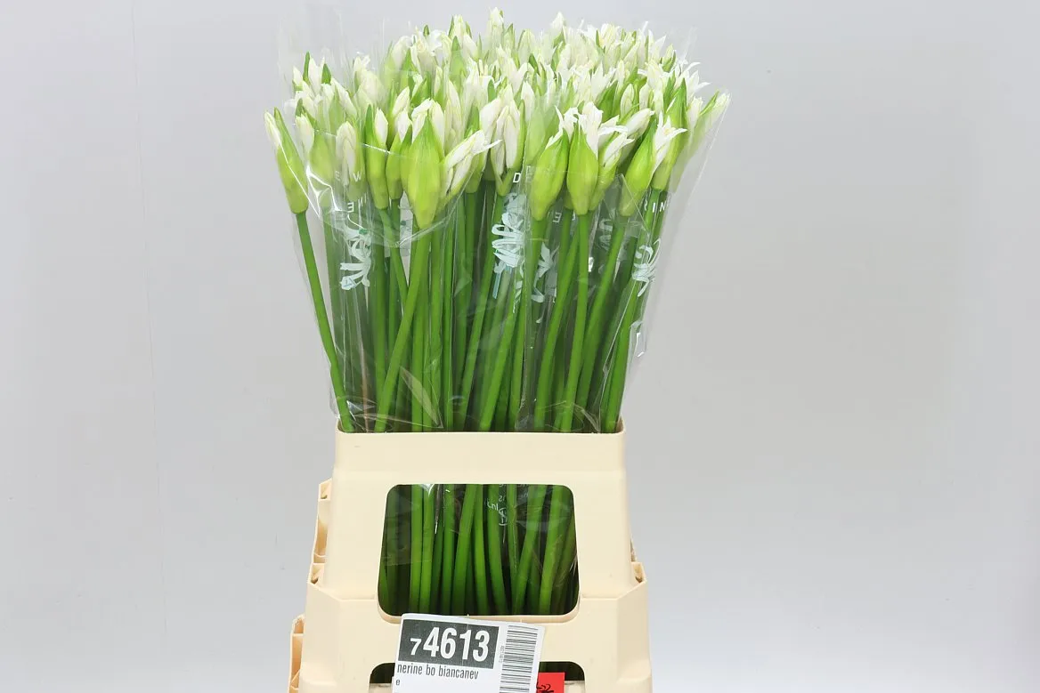 Nerine Bo Biancaneve • 65 cm