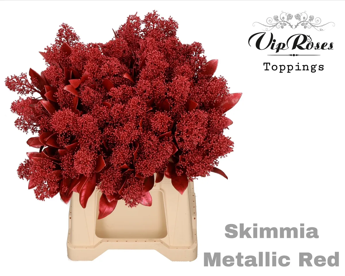 Skimmia Metallic Red • 45 cm