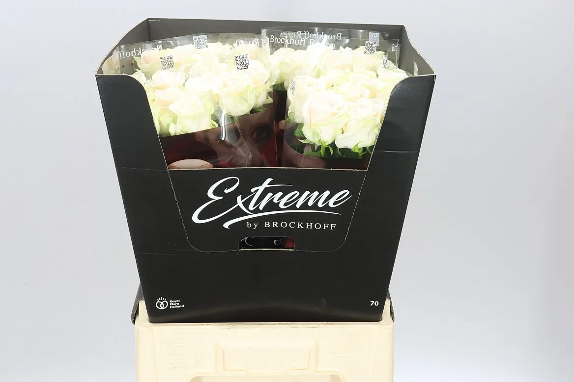 Rosa Gr Sweet Caroline Extreme • 70 cm