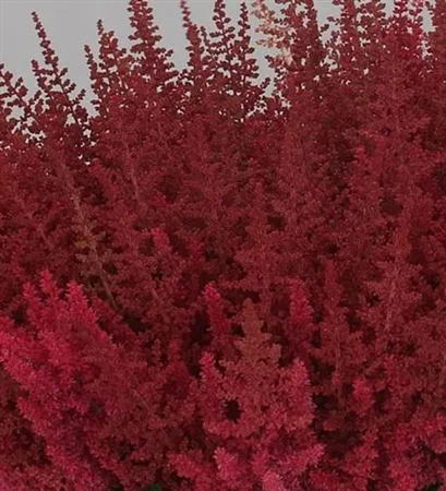 Astilbe Else Schluck • 55 cm