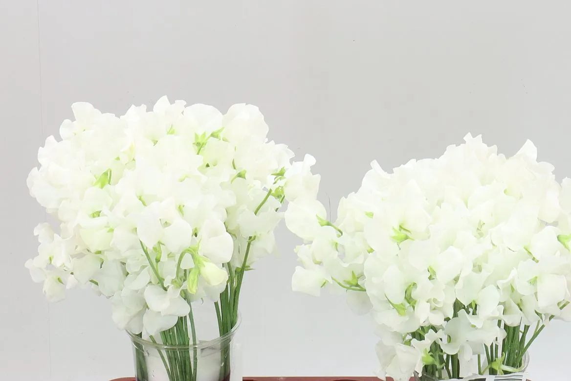 Lathyrus White • 35 cm