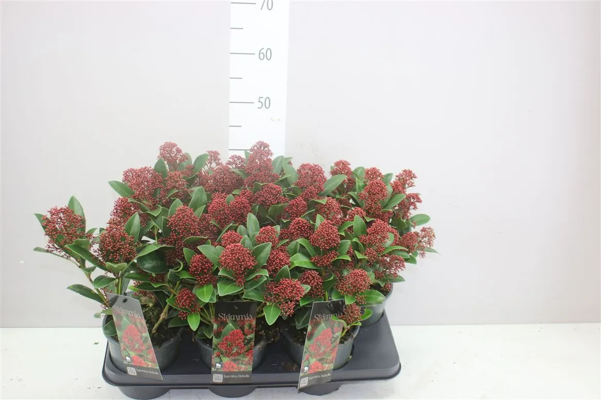 Skimmia Jap. Rubella 10+ • črepník 15 cm