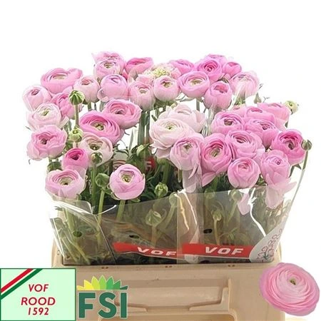 Iskerník Pink • 42 cm