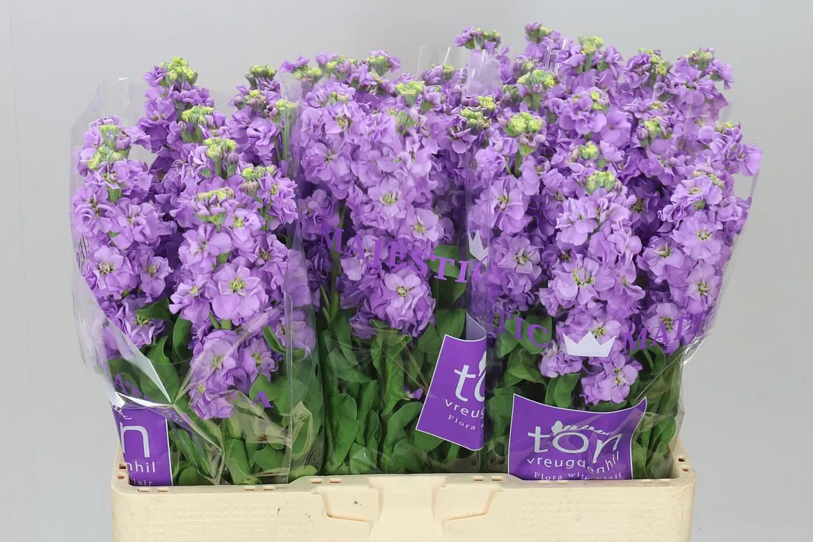 Matthiola Lavender • 55 cm