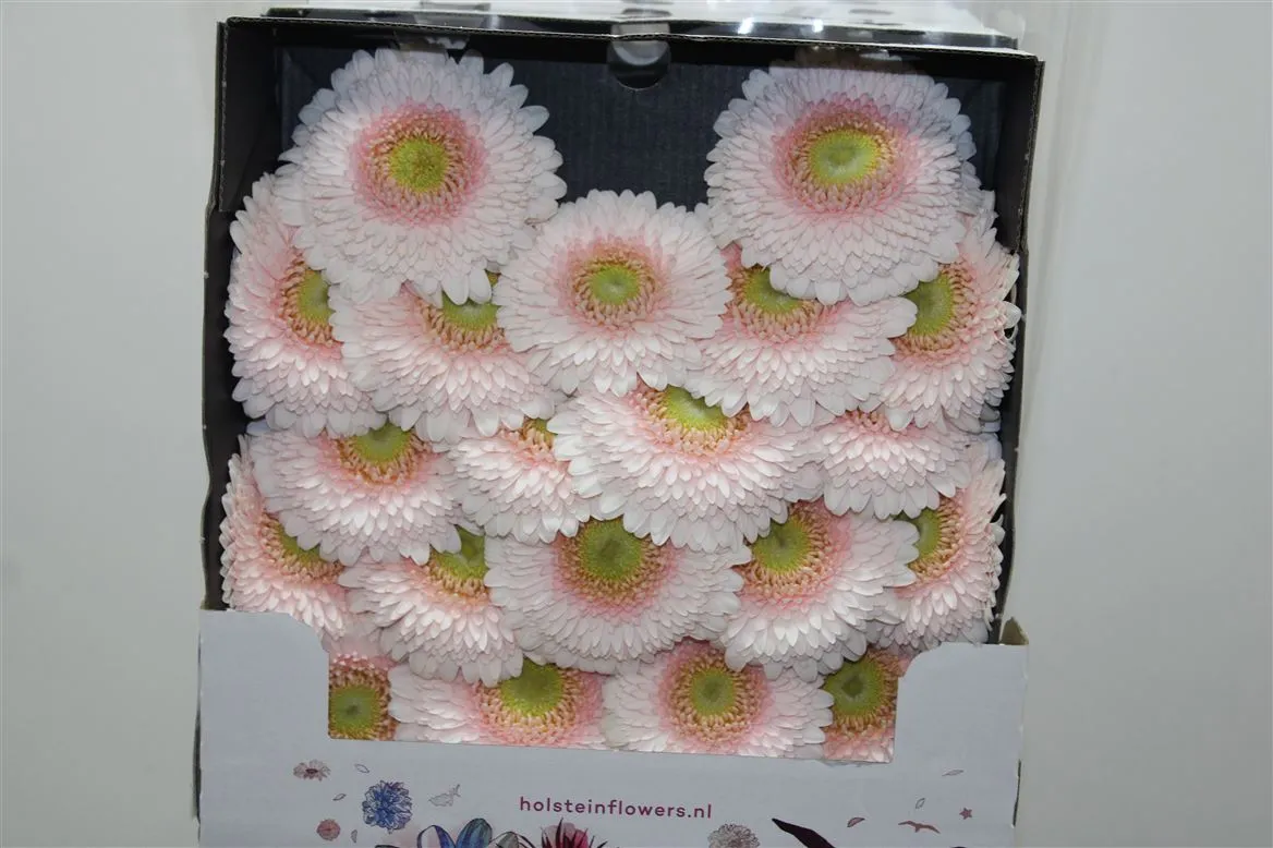 Germini Diamond Pomponi Sweetness • 55 cm