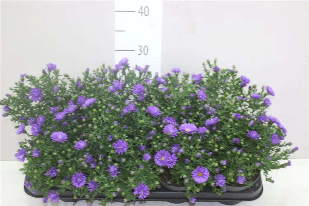 Aster D Purple • črepník 13 cm