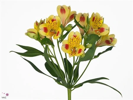 Alstroméria Bali Xl • 75 cm