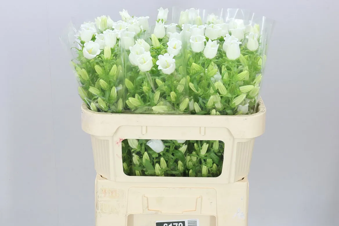 Campanula M Champ White • 70 cm