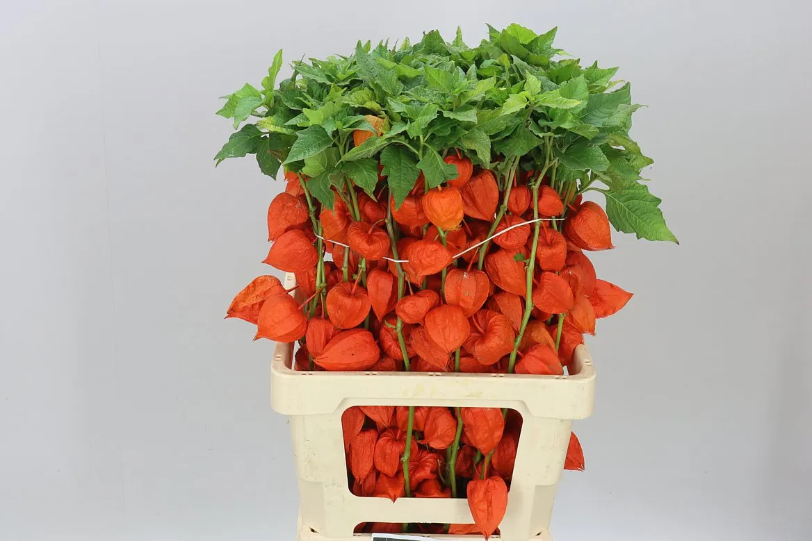 Physalis Orange • 70 cm