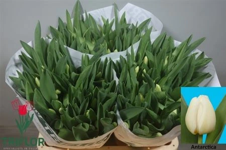 Tulipán jednoduchý Antarctica • 42 cm