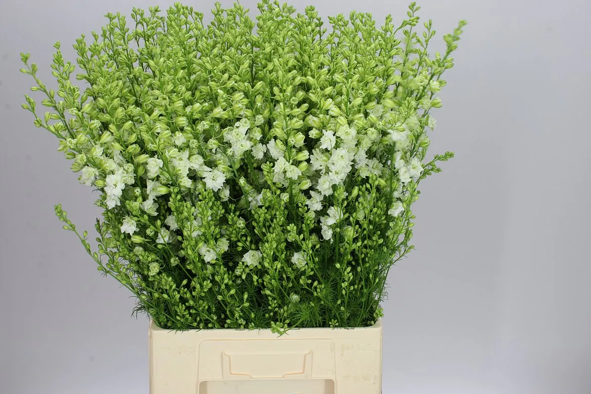 Delph Aj White • 80 cm