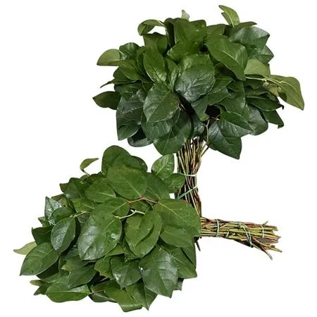 Salal Tips Pacific X 25 • 45 cm