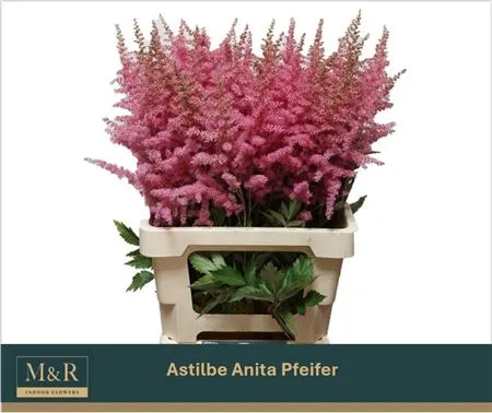 Astilbe Anita Pfeifer • 70 cm