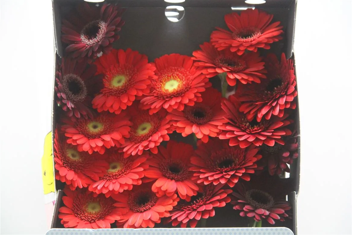 Germini Diamond mix Red • 55 cm