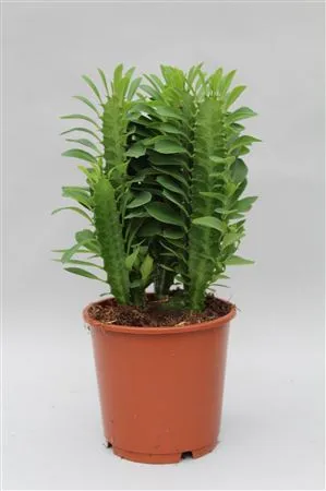 Euphorbia Trigona Groen • črepník 12 cm