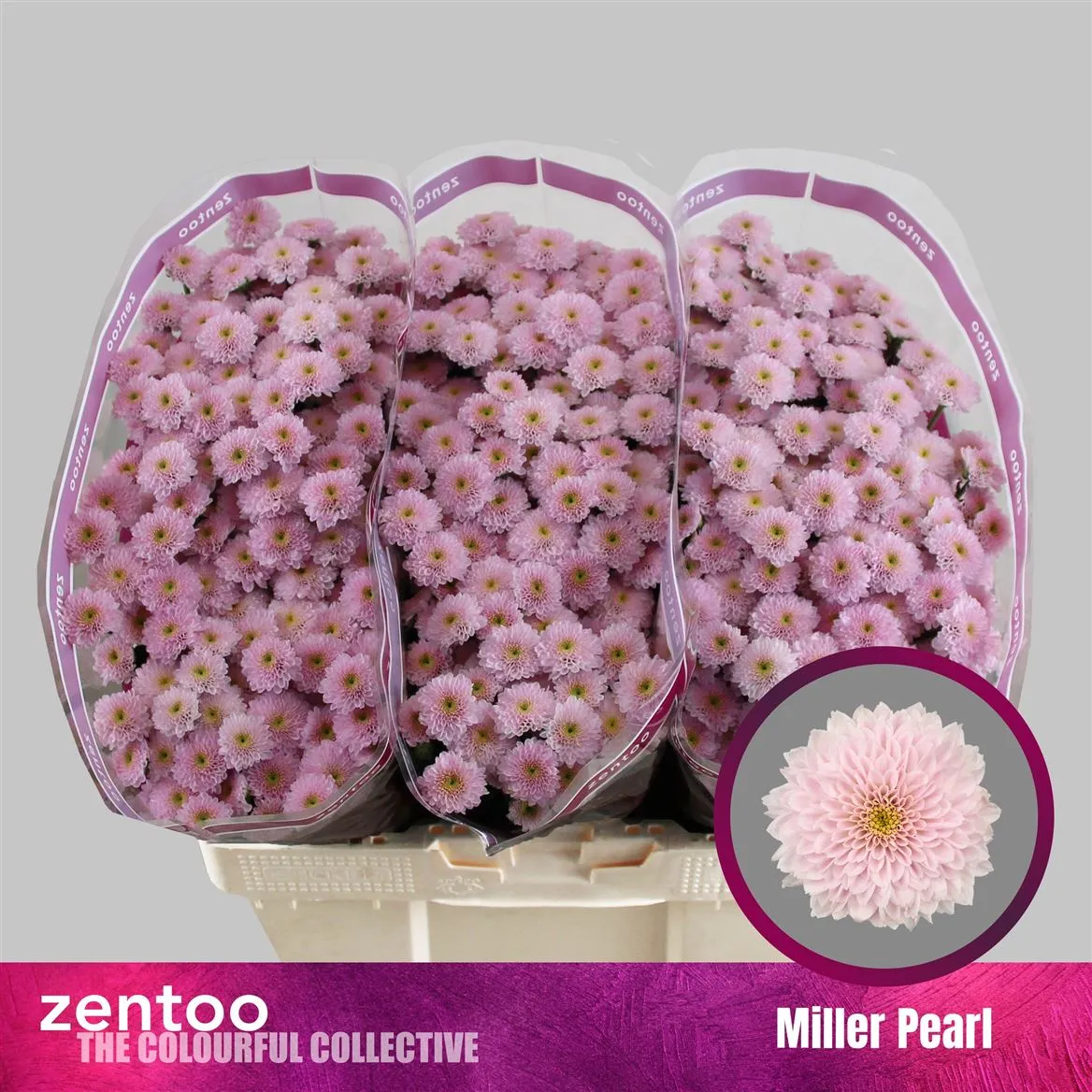 Chryzantéma santini Miller Pearl • 55 cm