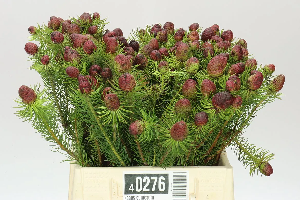 Kaaps Cumosum • 40 cm