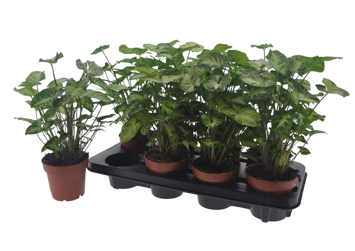 Syngonium Pixie • črepník 12 cm